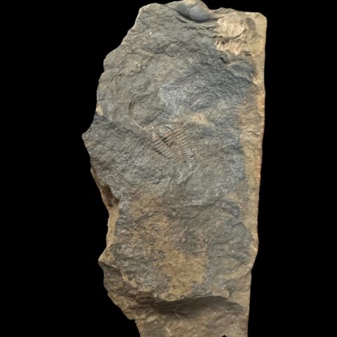 Trilobit Conocoryphe sulzeri – Jince, ČR