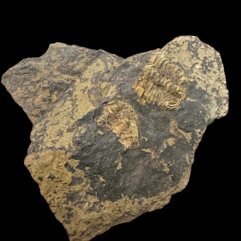 Trilobit Conocoryphe sulzeri – Jince, ČR