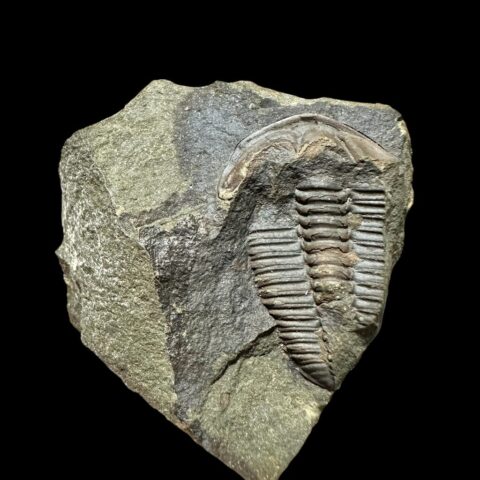 Trilobit Conocoryphe sulzeri – Jince, ČR