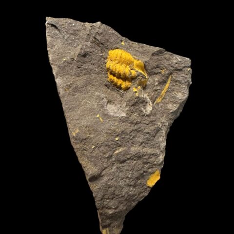 Trilobit Acadolenus snajdri – Rejkovice, ČR