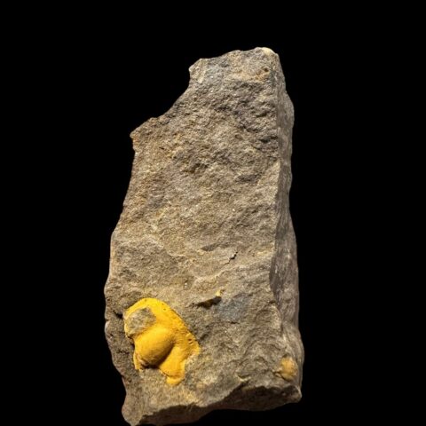 Trilobit Acadolenus snajdri – Rejkovice, ČR