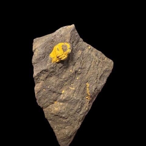Trilobit Acadolenus snajdri – Rejkovice, ČR