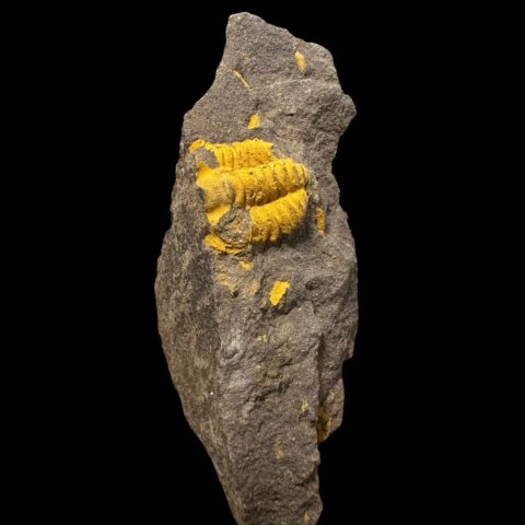 Trilobit Acadolenus snajdri – Rejkovice, ČR