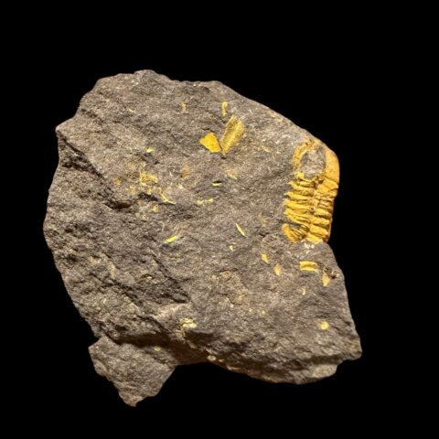 Trilobit Acadolenus snajdri – Rejkovice, ČR