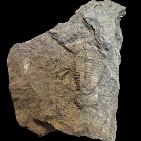 Trilobit Conocoryphe cirina – Rejkovice, ČR