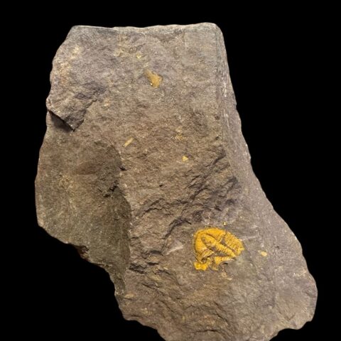 Trilobit Conocoryphe cirina – Rejkovice, ČR
