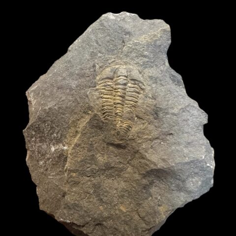 Trilobit Conocoryphe cirina – Rejkovice, ČR