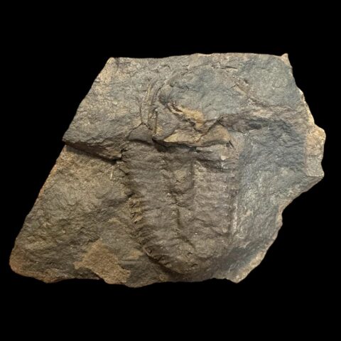 Trilobit Conocoryphe cirina – Rejkovice, ČR