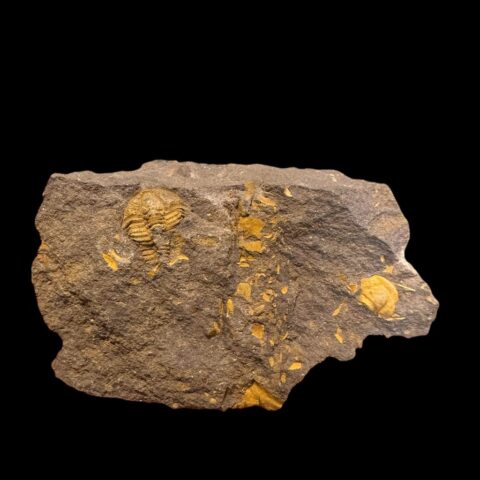 Trilobit Conocoryphe cirina – Rejkovice, ČR