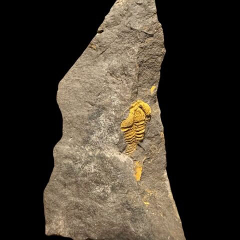Trilobit Conocoryphe cirina – Rejkovice, ČR