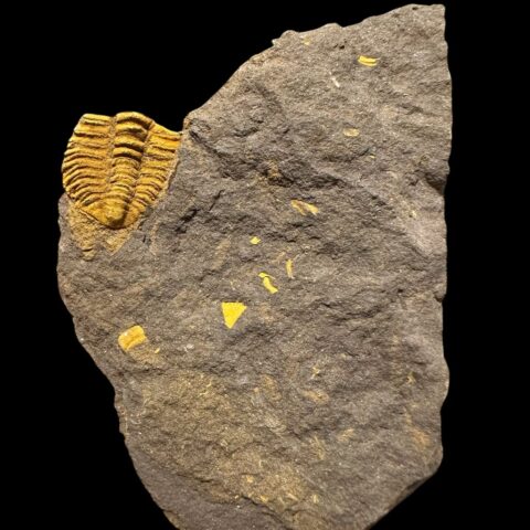 Trilobit Conocoryphe cirina – Rejkovice, ČR