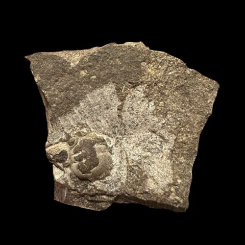 Trilobit Cheirurus insignis – Loděnice u Berouna, ČR