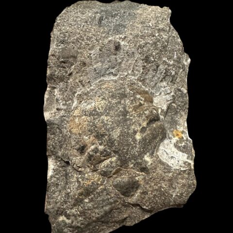Trilobit Cheirurus insignis – Loděnice u Berouna, ČR