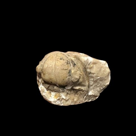 Trilobit Proetus bohemicus (cephalon) – Koněprusy, ČR