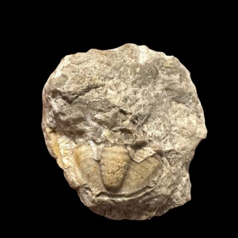 Trilobit Proetus bohemicus (pygidium) – Koněprusy, ČR