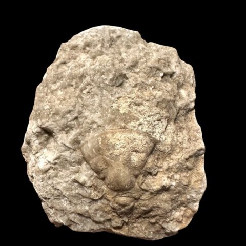 Trilobit Breviscutellum angusticeps – Koněprusy, ČR