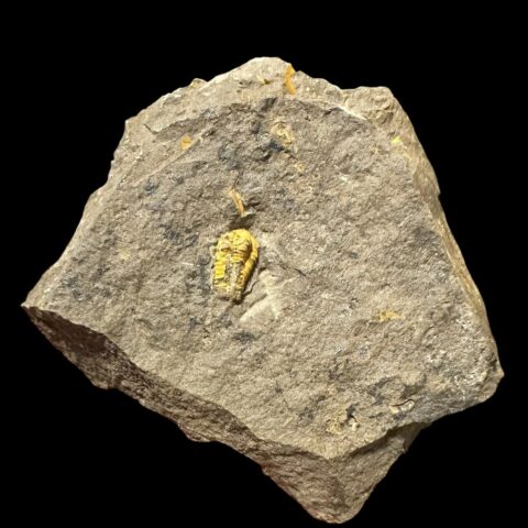 Trilobit Skreiaspis spinosa – Rejkovice, ČR