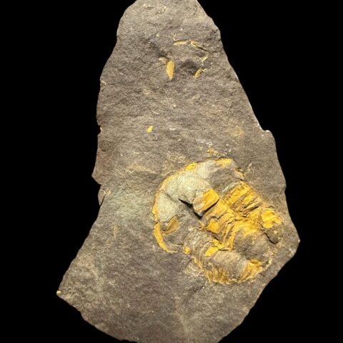 Trilobit Ellipsocephalus vetustus – Rejkovice, ČR