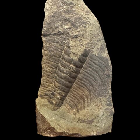 Trilobit Paradoxides gracilis – Jince, ČR
