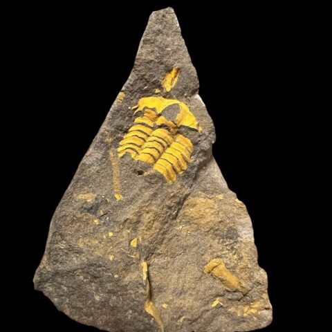 Trilobit Ellipsocephalus vetustus – Rejkovice, ČR
