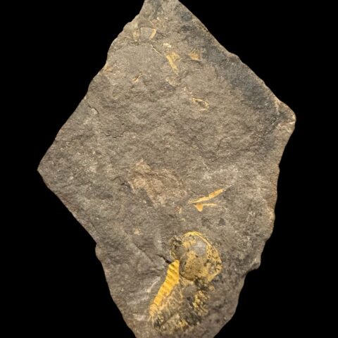 Trilobit Ellipsocephalus vetustus – Rejkovice, ČR