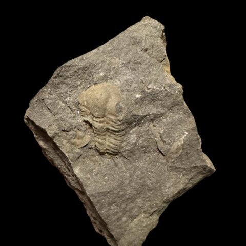 Trilobit Ellipsocephalus vetustus – Rejkovice, ČR