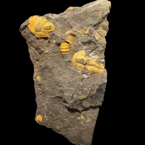 Trilobit Ellipsocephalus vetustus – Rejkovice, ČR