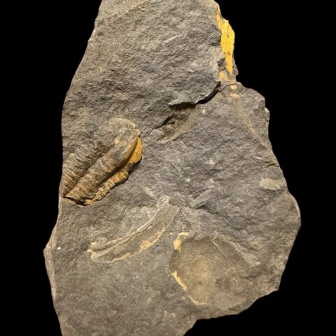 Trilobit Ellipsocephalus vetustus – Rejkovice, ČR