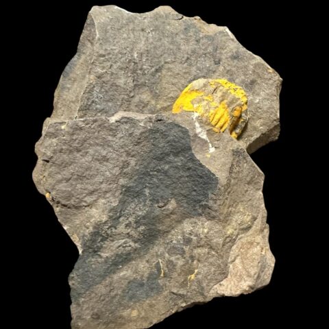 Trilobit Ellipsocephalus vetustus – Rejkovice, ČR