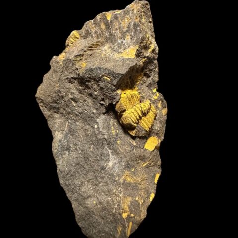 Trilobit Conocoryphe cirina – Rejkovice, ČR