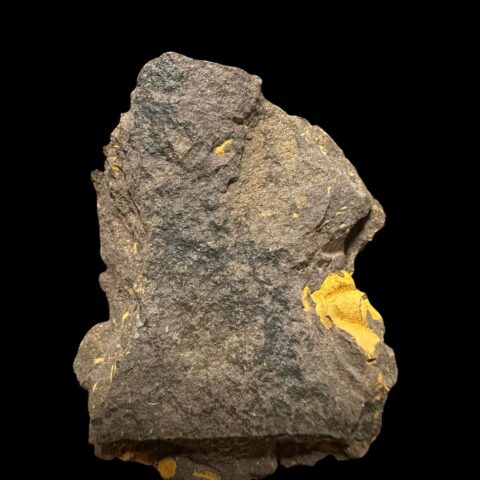 Trilobit Conocoryphe cirina – Rejkovice, ČR