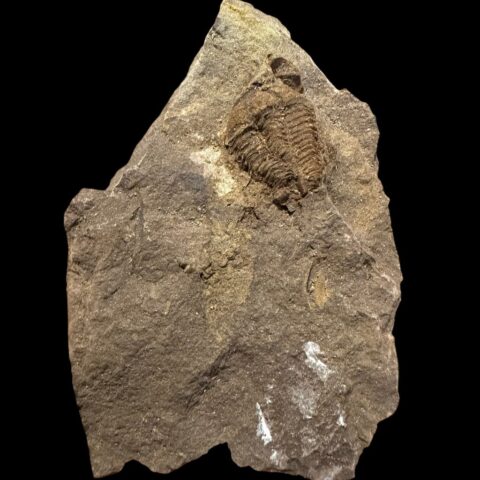 Trilobit Conocoryphe cirina – Rejkovice, ČR