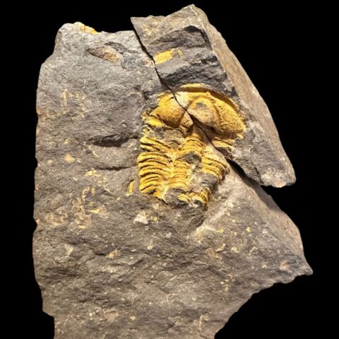 Trilobit Conocoryphe cirina – Rejkovice, ČR