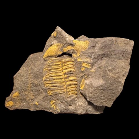 Trilobit Conocoryphe cirina – Rejkovice, ČR