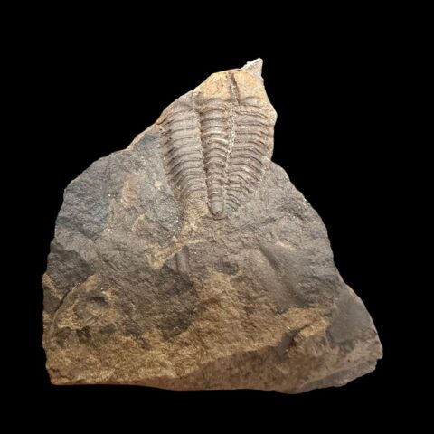 Trilobit Conocoryphe cirina – Rejkovice, ČR