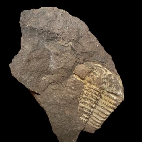 Trilobit Conocoryphe cirina – Rejkovice, ČR