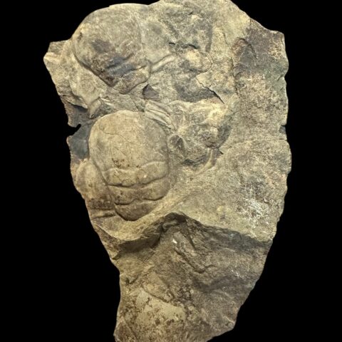 Trilobit Paradoxides gracilis – Jince, ČR