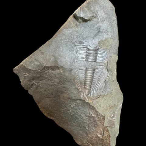 Trilobit Paradoxides gracilis – Jince, ČR