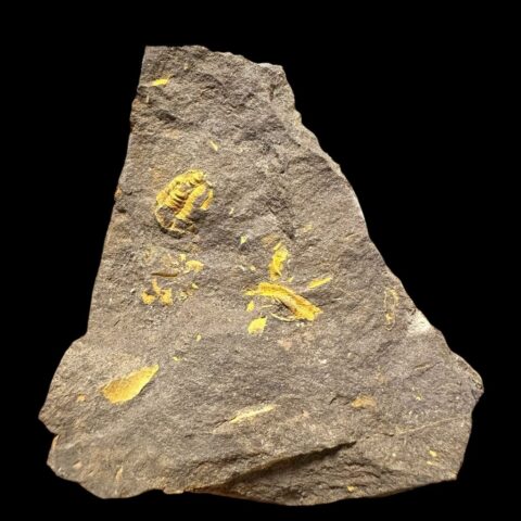 Trilobit Skreiaspis spinosa – Rejkovice, ČR