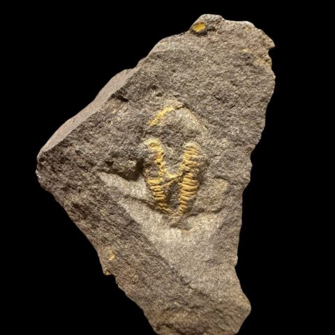 Trilobit Skreiaspis spinosa – Rejkovice, ČR