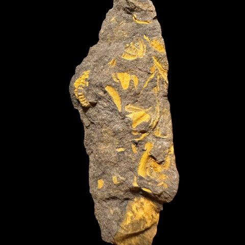 Trilobit Skreiaspis spinosa – Rejkovice, ČR