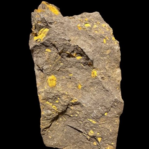 Trilobit Skreiaspis spinosa – Rejkovice, ČR