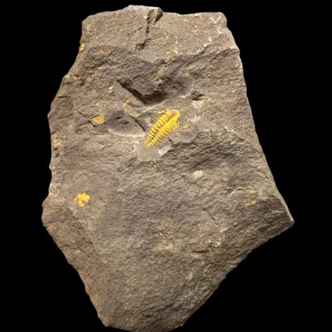 Trilobit Skreiaspis spinosa – Rejkovice, ČR