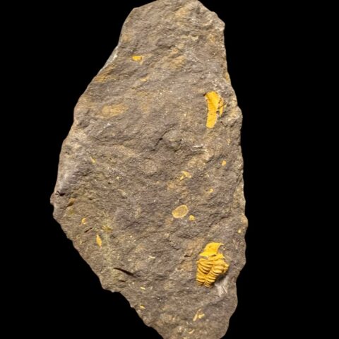 Trilobit Skreiaspis spinosa – Rejkovice, ČR