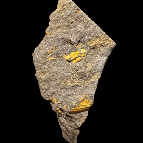 Trilobit Skreiaspis spinosa – Rejkovice, ČR