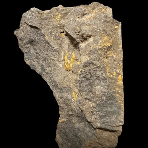 Trilobit Skreiaspis spinosa – Rejkovice, ČR