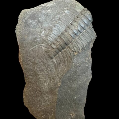 Trilobit Paradoxides gracilis – Jince, ČR