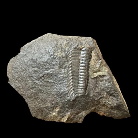 Trilobit Paradoxides gracilis – Jince, ČR