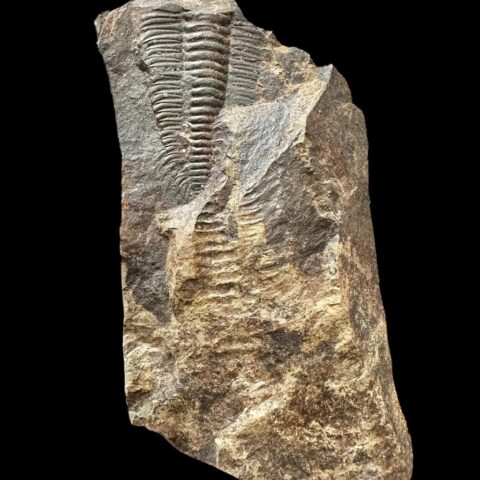 Trilobit Paradoxides gracilis – Jince, ČR