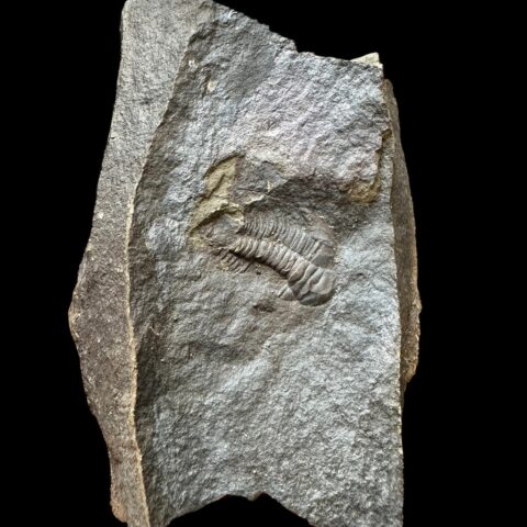 Trilobit Paradoxides gracilis – Jince, ČR